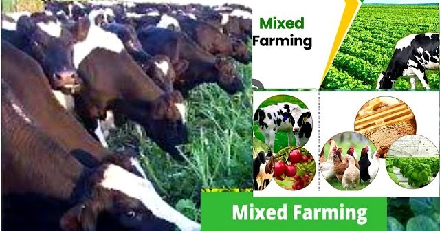 Mixed Farming Systems